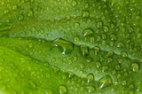 ORGANIC INGREDIENTS